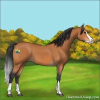 Horse Color:Bay Splash 