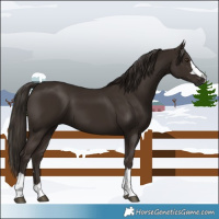 Horse Color:Liver Chestnut 