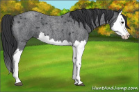Horse Color:Blue Roan Splash 