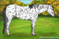 Horse Color:Blue Roan Appaloosa 
