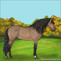 Horse Color:Bay Dun 