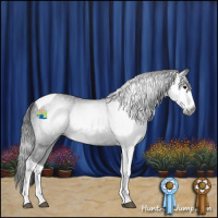 Horse Color:Gray Black Splash Tobiano 