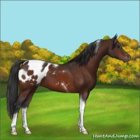 Horse Color:Brown Tobiano Appaloosa 
