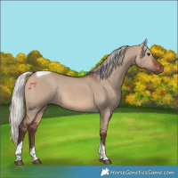 Horse Color:Silver Brown Dun Tobiano 