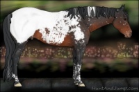 Horse Color:Brown Tobiano Near Fewspot 