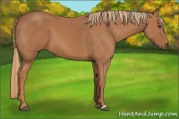 Horse Color:Unknown 