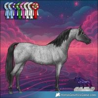 Horse Color:Blue Roan 