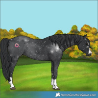 Horse Color:Black 