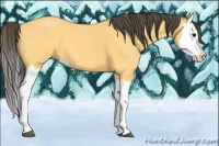 Horse Color:Buckskin Splash 