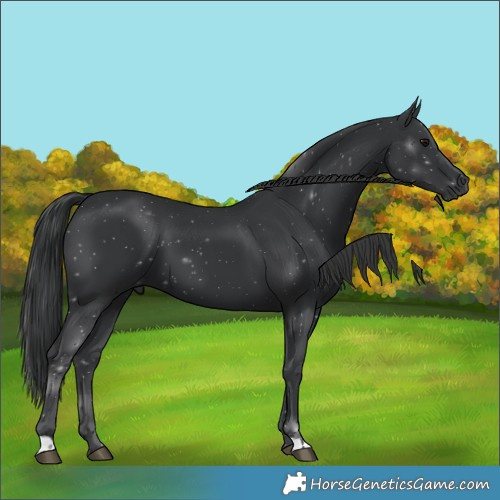 Horse Color:Black 