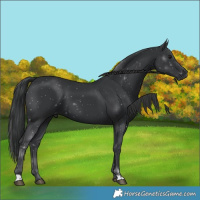 Horse Color:Black 