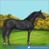 Horse Color:Black 