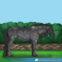 Horse Color:Black 