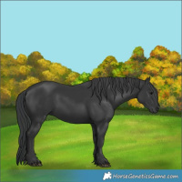Horse Color:Black 
