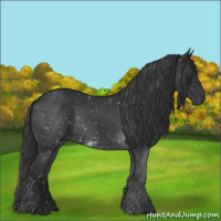 Horse Color:Black 