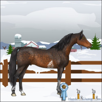 Horse Color:Buckskin Tobiano Rabicano