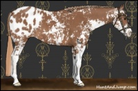 Horse Color:Chestnut Sabino Appaloosa