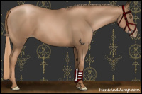 Horse Color:Liver Chestnut Pearl 
