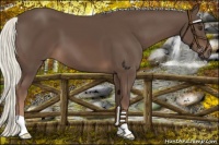Horse Color:Liver Chestnut Mushroom 