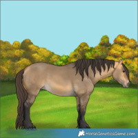 Horse Color:Buckskin Dun 