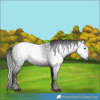 Horse Color:Gray White Spotted Brown 