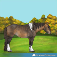 Horse Color:Buckskin Tobiano 