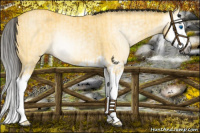Horse Color:Gray Buckskin Dun Splash and Buckskin Dun Splash