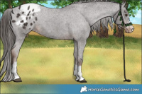 Horse Color:Liver Chestnut Appaloosa 