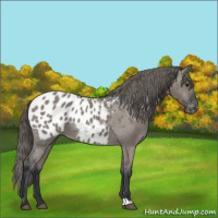 Horse Color:Grullo Appaloosa