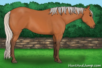 Horse Color:Silver Bay 