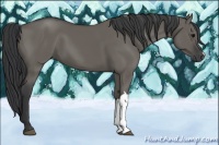 Horse Color:Grullo 