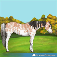Horse Color:Bay Sabino 