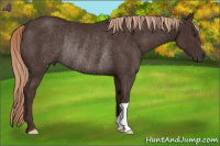 Horse Color:Liver Chestnut Rabicano 
