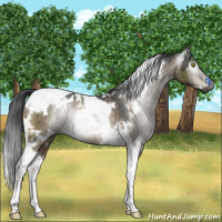 Horse Color:Gray White Spotted Brown Dun Tobiano Rabicano Brindle 