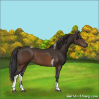 Horse Color:Buckskin Tobiano 