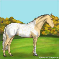 Horse Color:Palomino Appaloosa