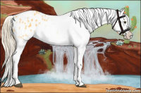 Horse Color:Palomino Appaloosa 