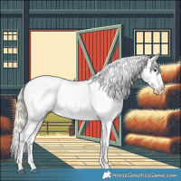 Horse Color:Palomino Appaloosa 
