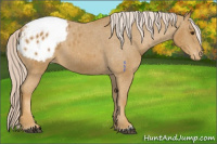 Horse Color:Palomino Appaloosa 