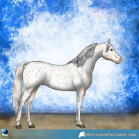 Horse Color:Palomino Appaloosa 