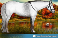 Horse Color:Gray Liver Chestnut 