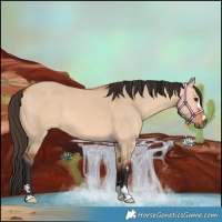Horse Color:Bay Dun