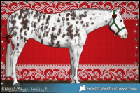 Horse Color:Liver Chestnut Appaloosa  and Liver Chestnut Appaloosa 