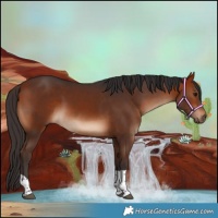 Horse Color:Bay Tobiano 