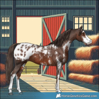 Horse Color:Liver Chestnut Sabino Appaloosa 