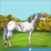 Horse Color:White Spotted Grullo Splash Tobiano Rabicano 