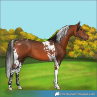 Horse Color:Bay Tobiano 