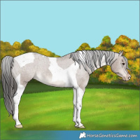 Horse Color:Liver Red Dun Tobiano Appaloosa 