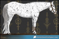 Horse Color:Black Appaloosa