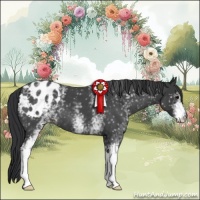 Horse Color:White Spotted Blue Roan Appaloosa 